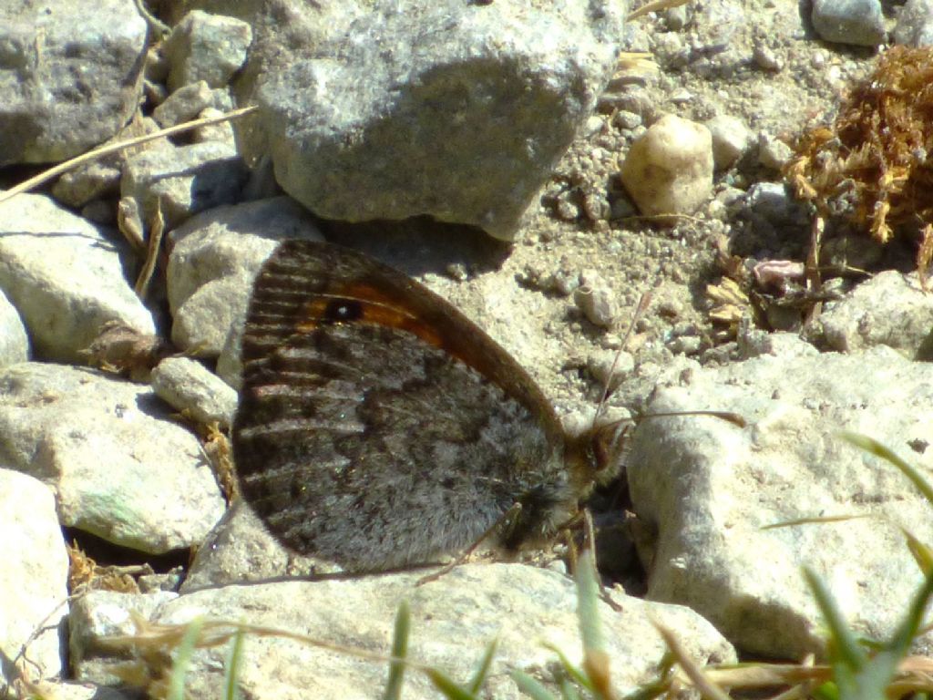 Erebia arvernensis